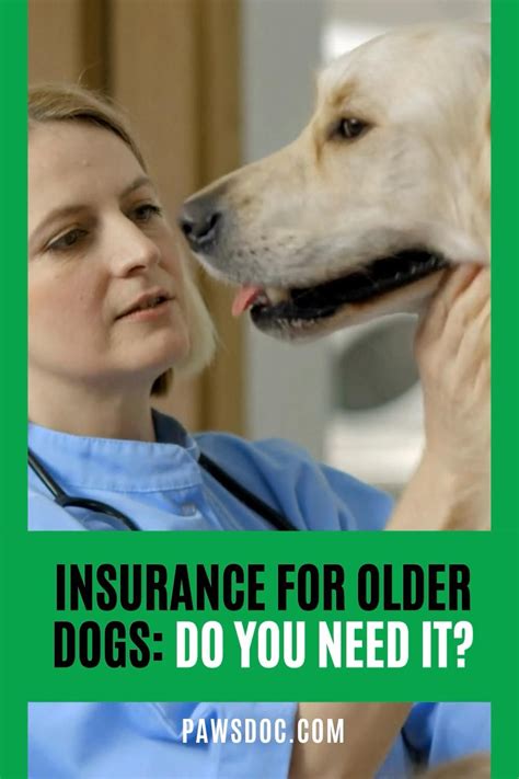 best pet insurance for older dogs